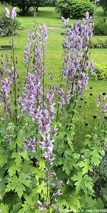 Lehtoukonhattu, Aconitum lycoctonum ssp. septentrionale Aconitum lycoctonum ssp. septentrionale, lehtoukonhattu
